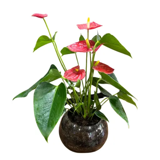 Planta anthurium m12 con pecera premium 